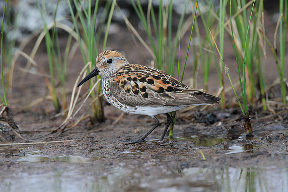 Western Sandpiper