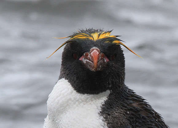 Macaroni Penguin