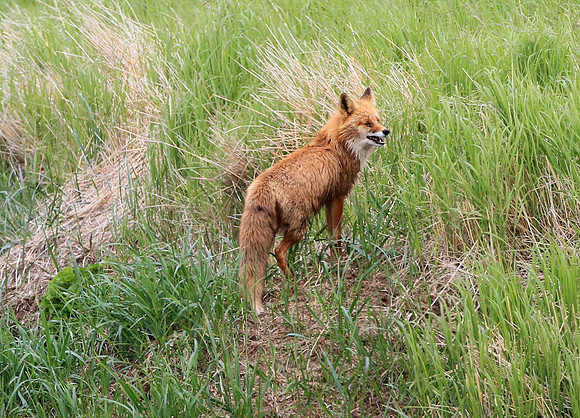 Red Fox