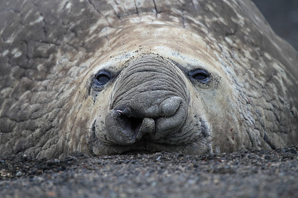 Elephant Seal