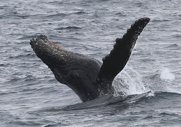 Humpback Whale