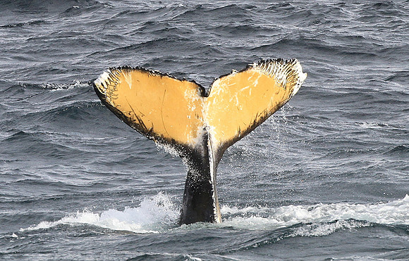 Humpback Whale