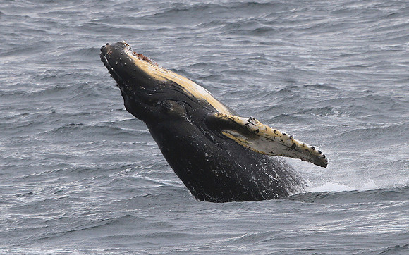 Humpback Whale