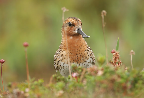Spoon-billed Sandpiper