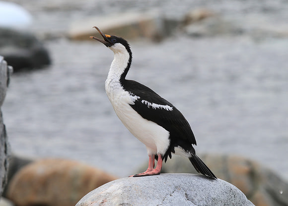 Antarctic Cormorant