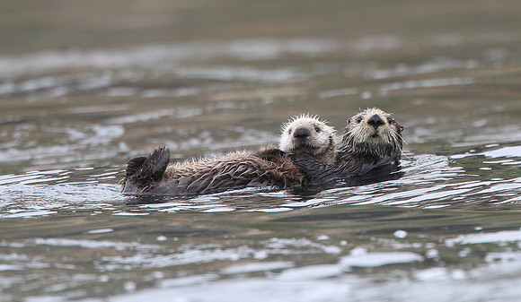 Pacific Sea Otter