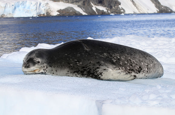 Leopard Seal