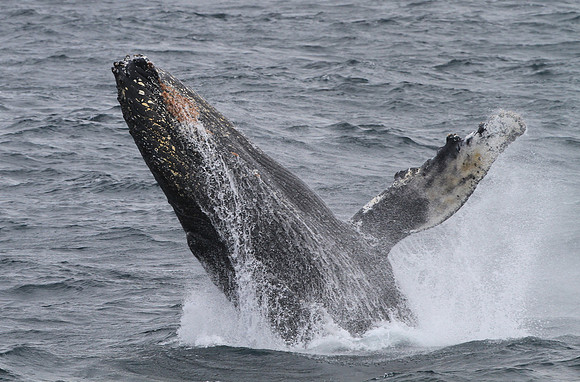 Humpback Whale