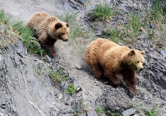 Brown Bears
