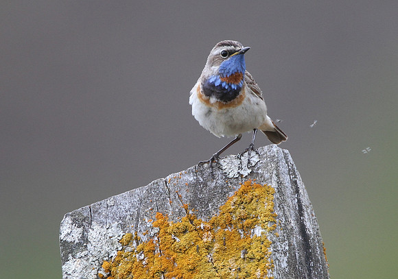 Red-spotted Bluethroat