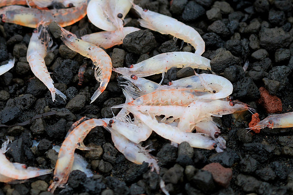 Krill