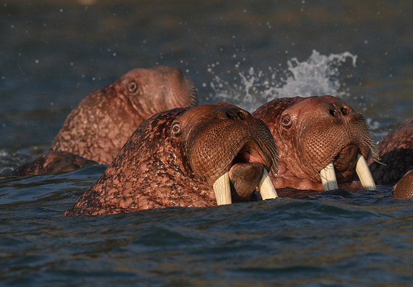 Walrus