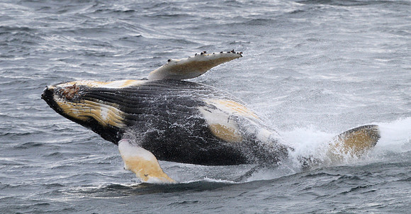 Humpback Whale