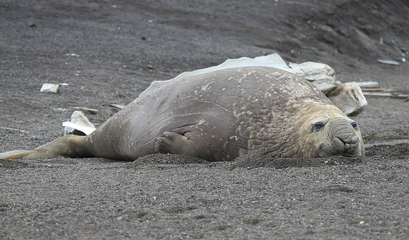 Elephant Seal