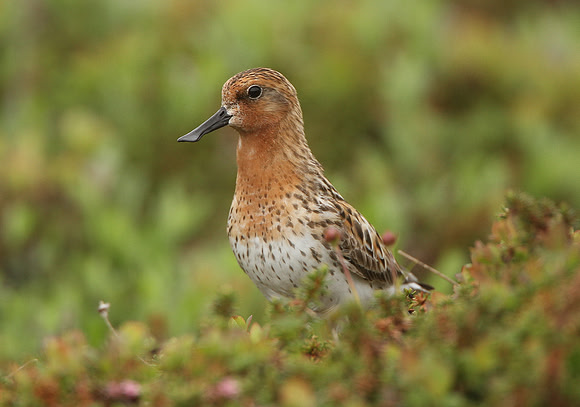 Spoon-billed Sandpiper