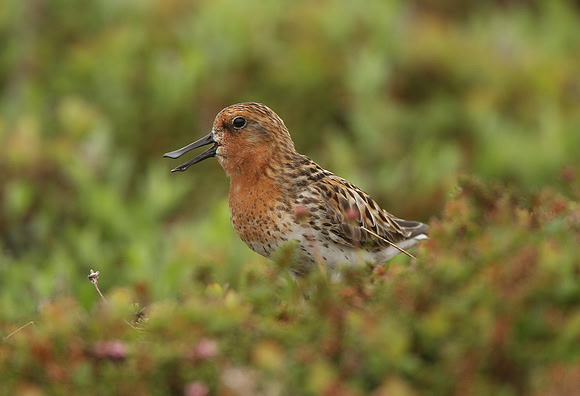 Spoon-billed Sandpiper