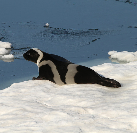 Ribbon Seal