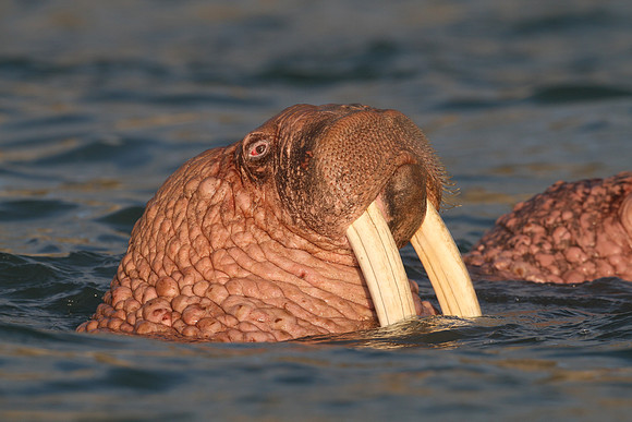Walrus
