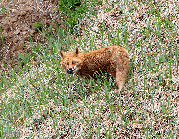 Red Fox