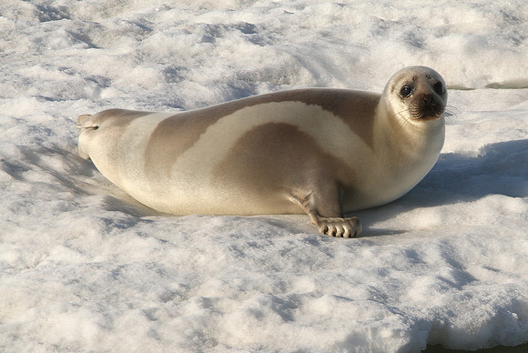Ribbon Seal