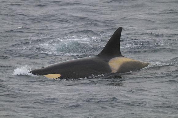 Orca (Killer Whale)