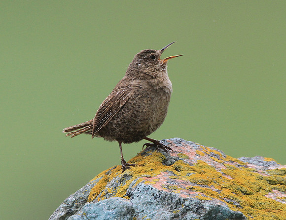 Pacific Wren