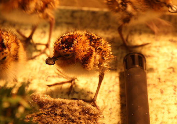 Spoon-billed Sandpiper