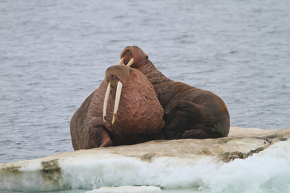 Walrus
