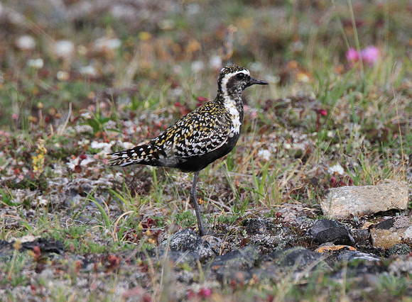 Pacific Golden Plover