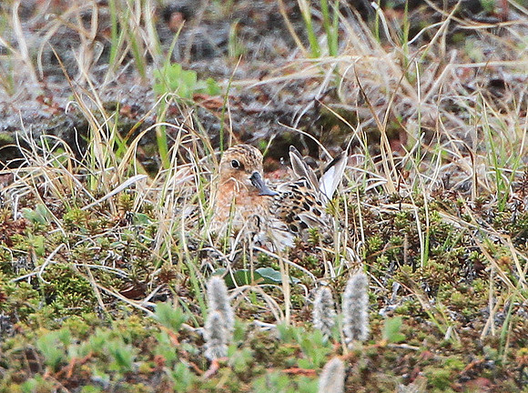 Spoon-billed Sandpiper