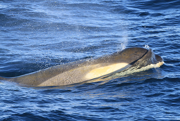 Orca (Killer Whale)