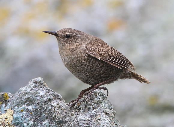 Pacific Wren