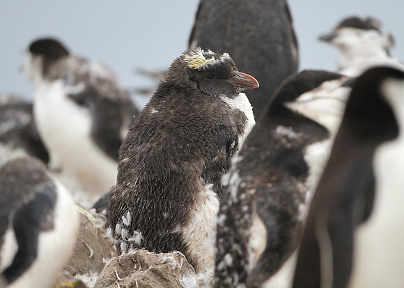 Macaroni Penguin