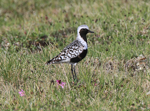 Grey Plover