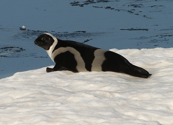 Ribbon Seal (male)