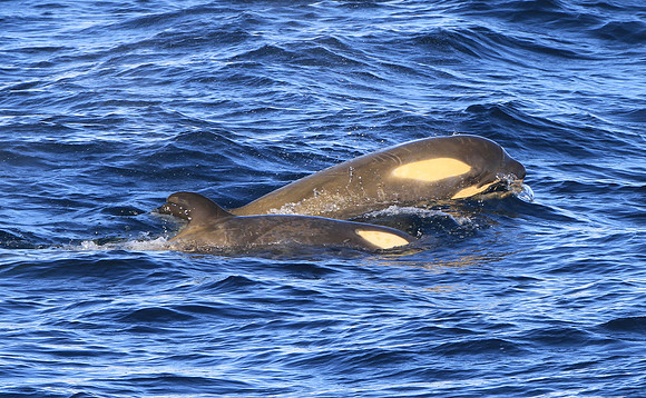 Orca (Killer Whale)