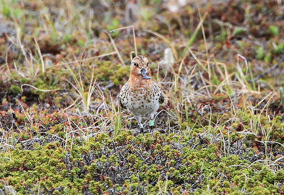 Spoon-billed Sandpiper