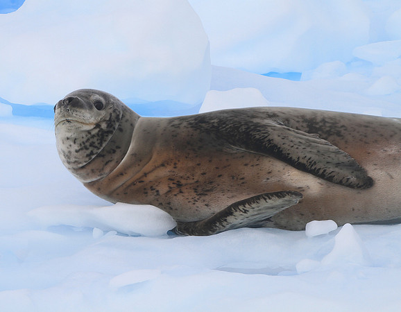 Leopard Seal