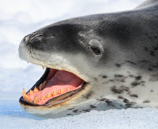 Leopard Seal