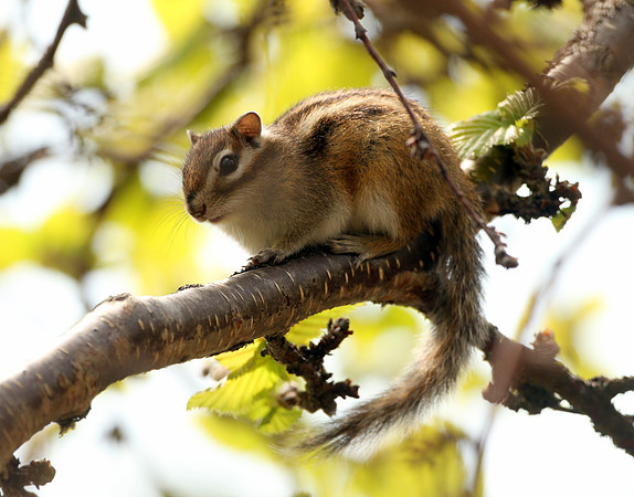 Siberian Chipmunk